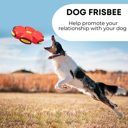 Claws & Paws Co.™ Dog Frisbee